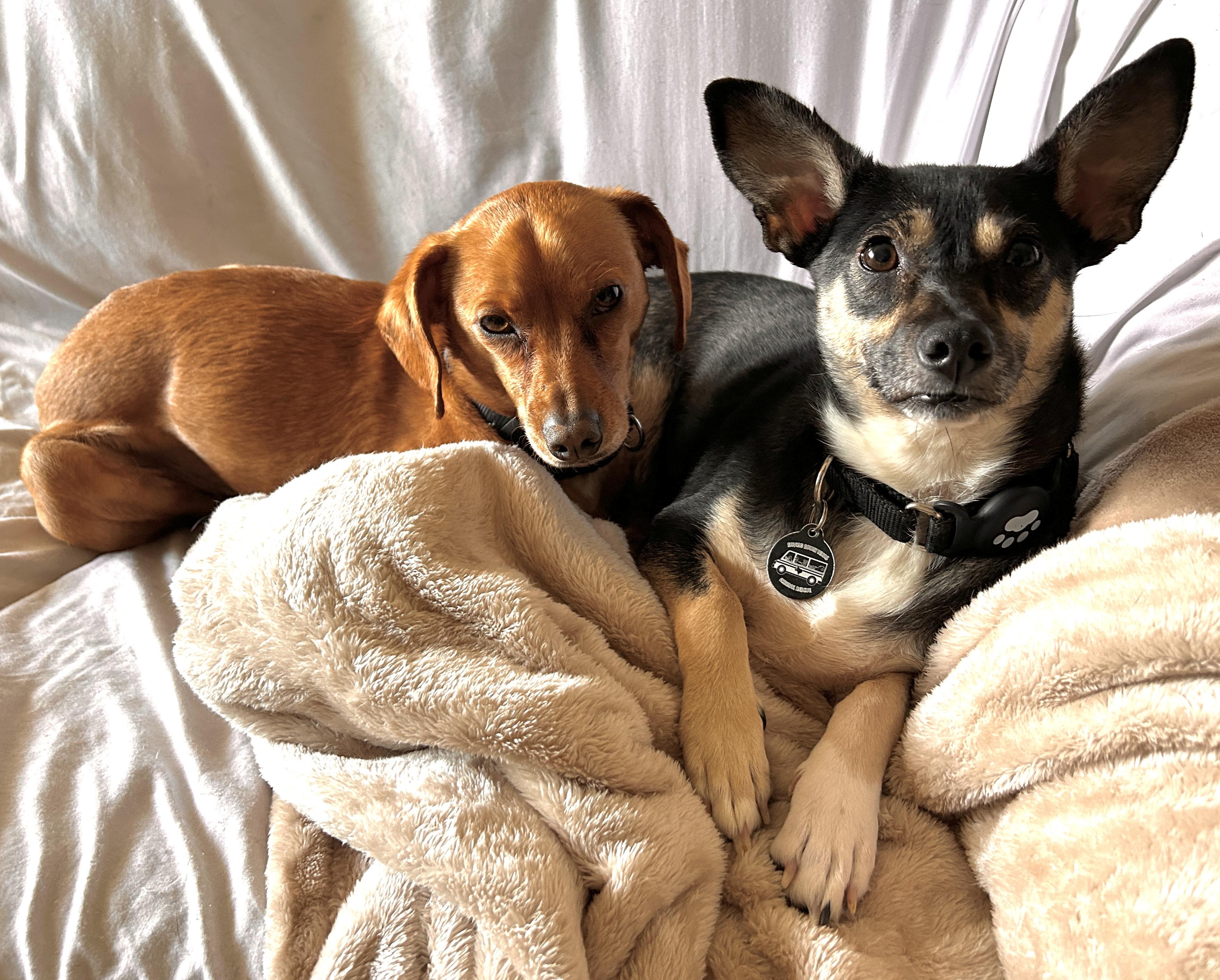 Enlarge Rosie, an adopted mixed breed in Austin, TX image 3/6