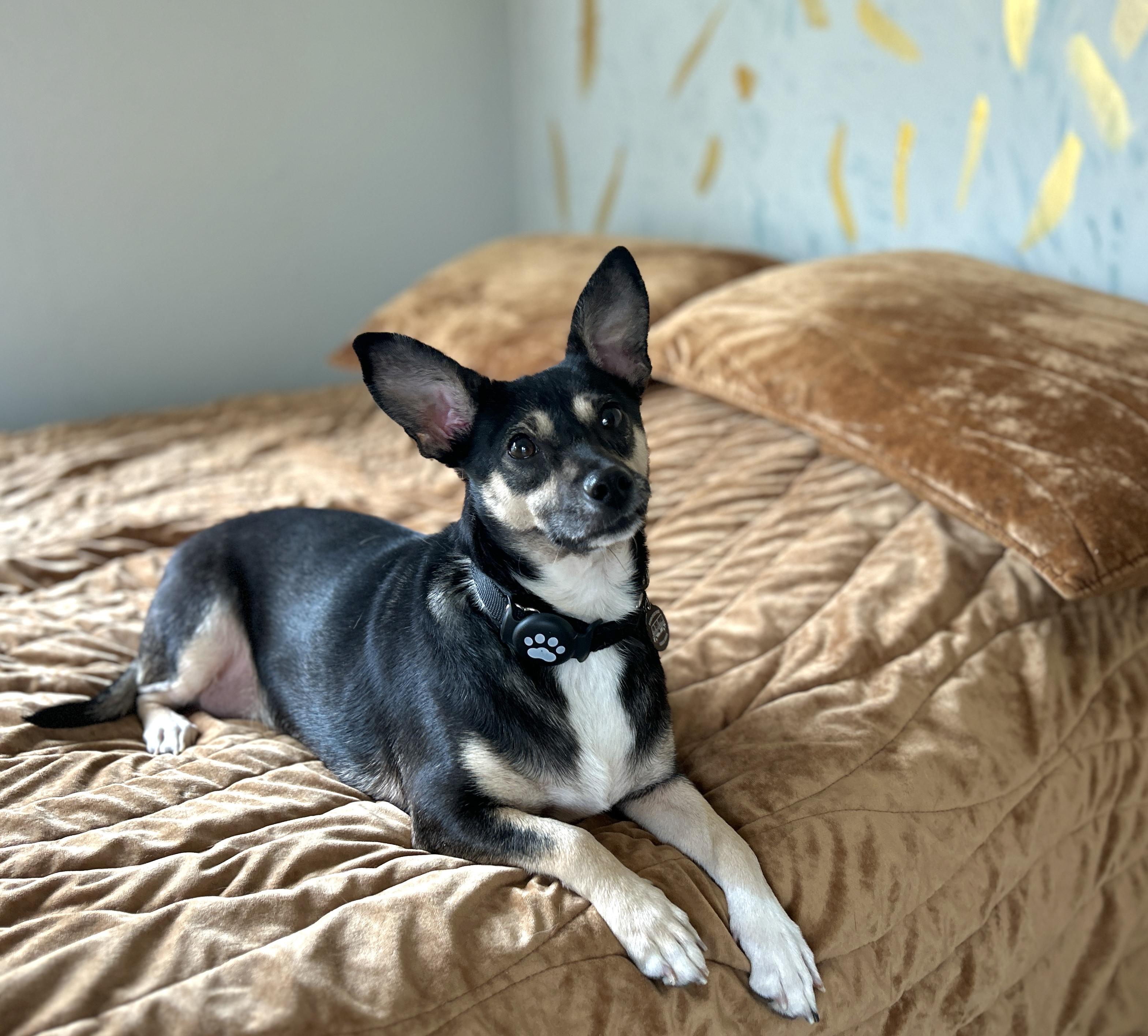 Rosie, Adoptable, Adult Female Rat Terrier.