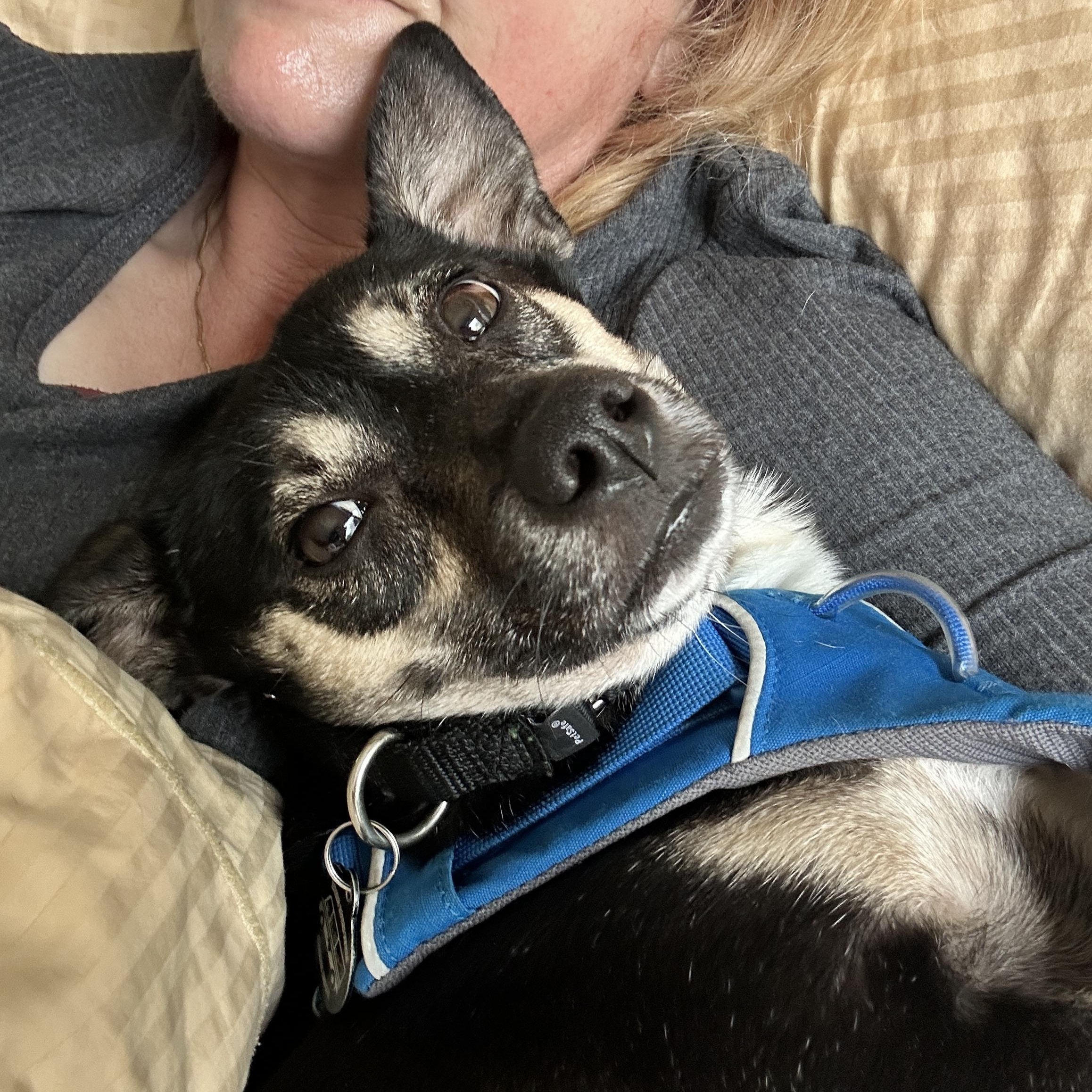 Enlarge Rosie, an adopted mixed breed in Austin, TX image 4/6