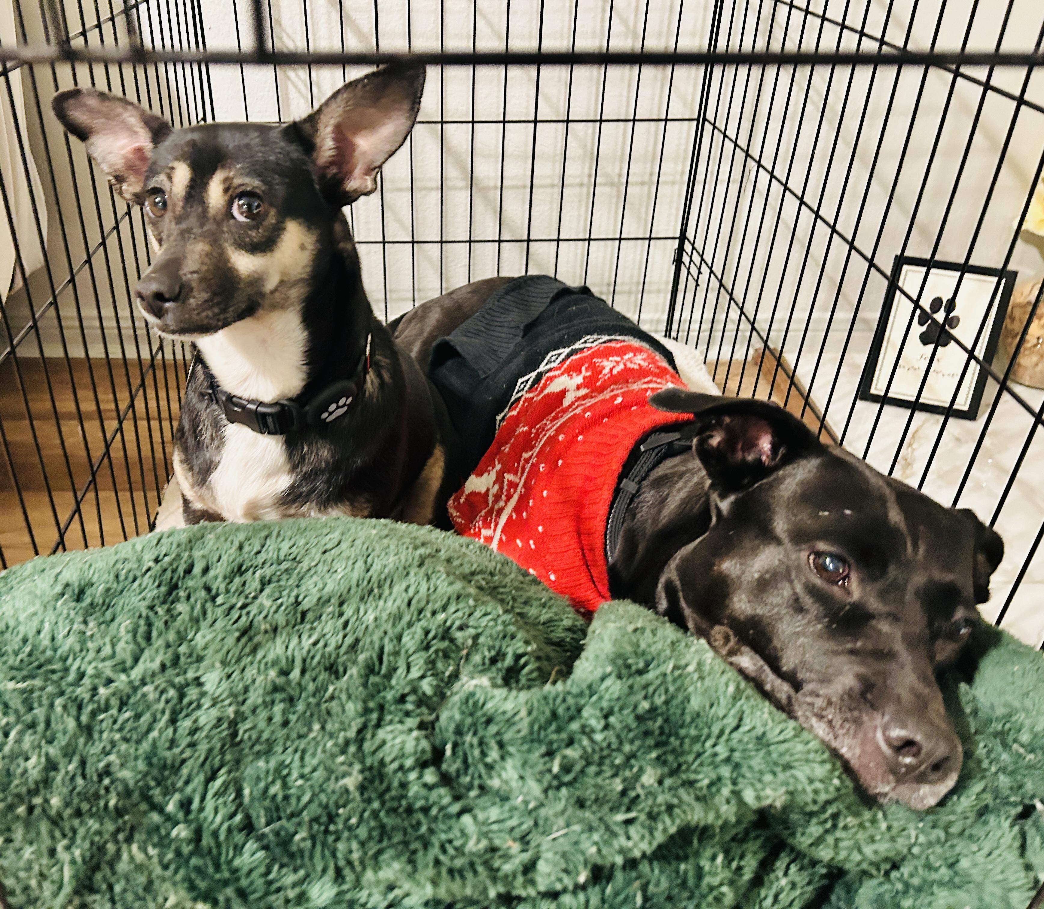 Rosie, a Adoptable mixed breed in Austin, TX image 5/6