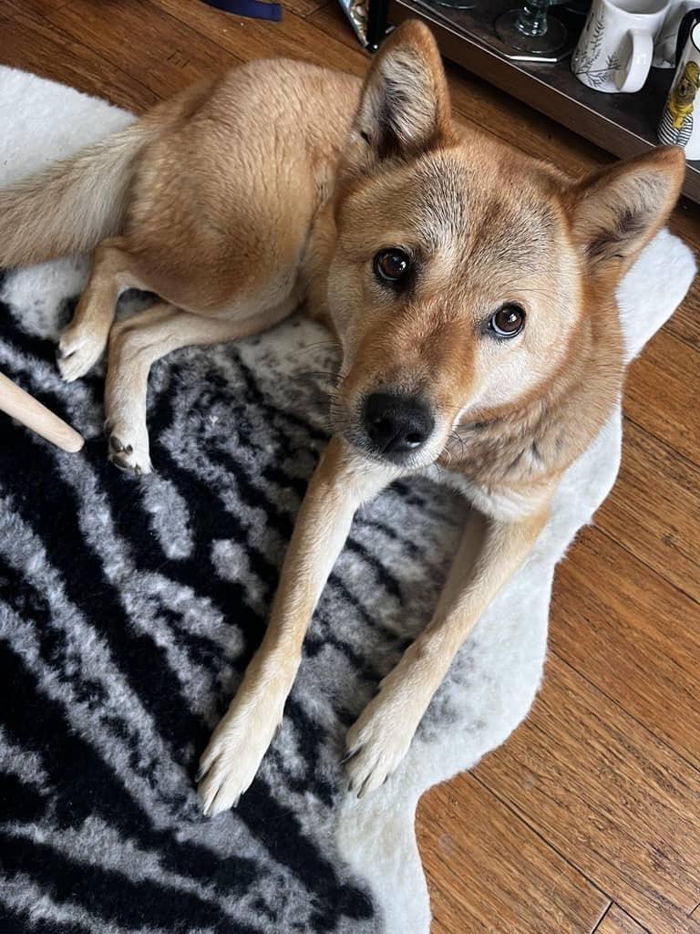 Moxie — thumbnail 3