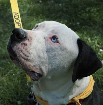 Enlarge Kevin, a Adoptable mixed breed in Sultan, WA image 2/3