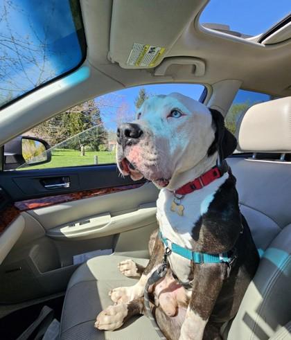 Kevin, Adoptable, Adult Male American Staffordshire Terrier & Mixed Breed.