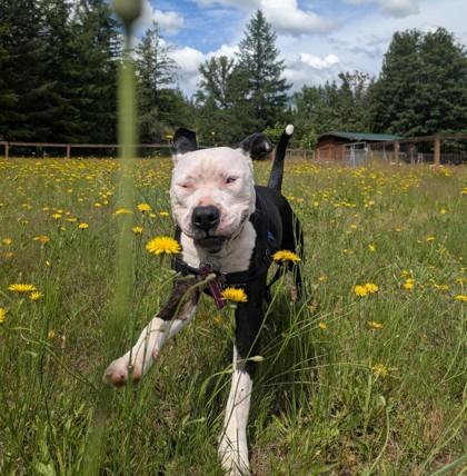 Kevin, a Adoptable mixed breed in Sultan, WA image 2/3