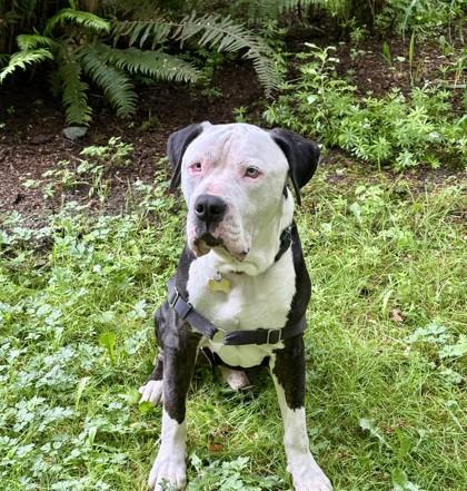 Enlarge Kevin, a Adoptable mixed breed in Sultan, WA image 3/3