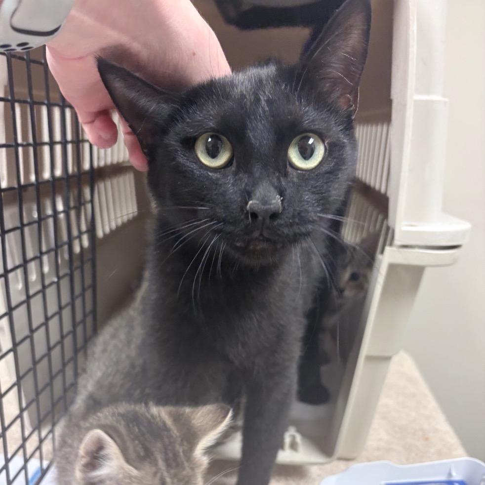Roxie, Adoptable, Adult Female Domestic Short Hair.