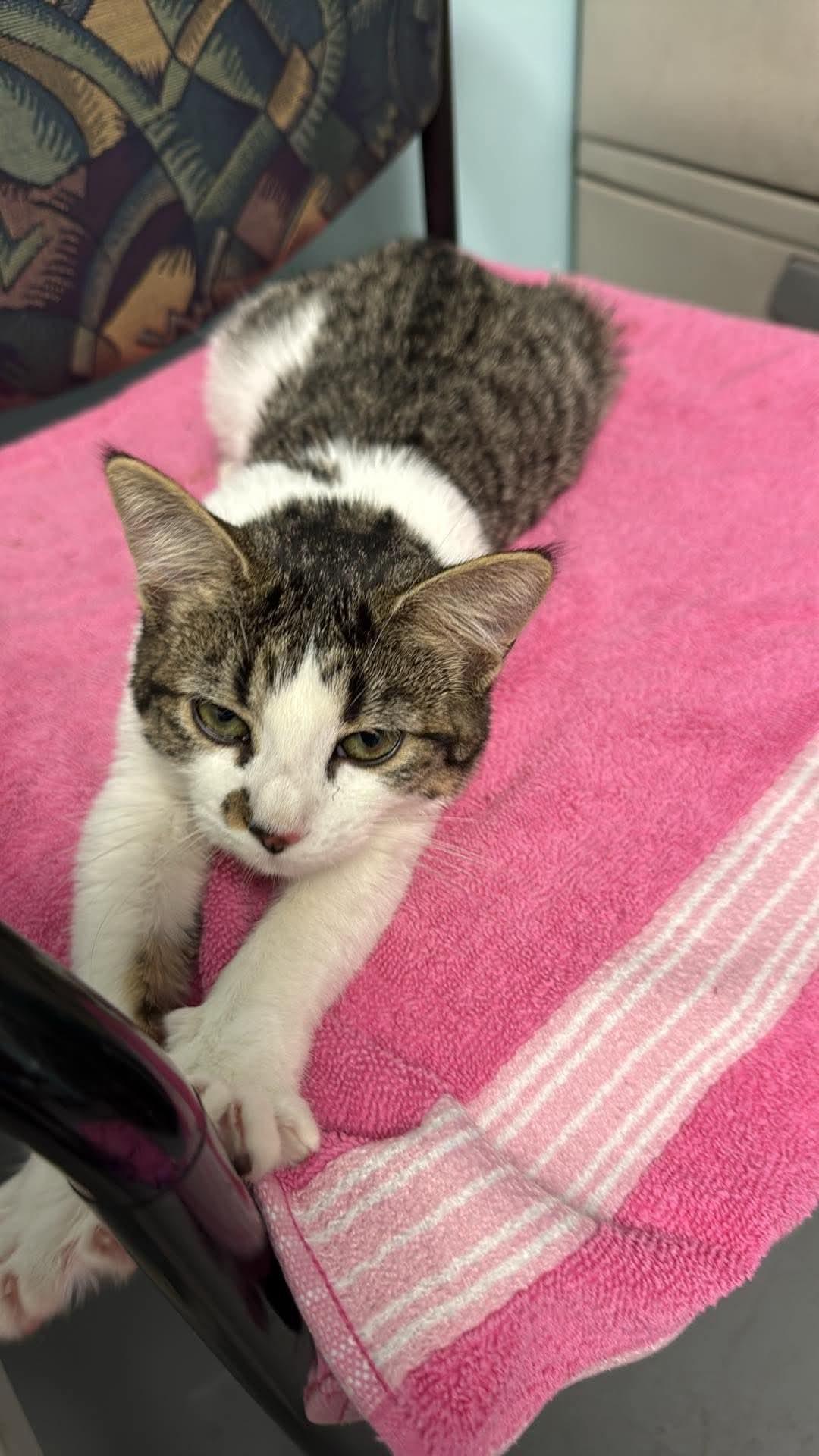 Enlarge Punkie - Playful and affectionate kitten, a Adoptable Domestic Short Hair in Racine, WI image 5/6