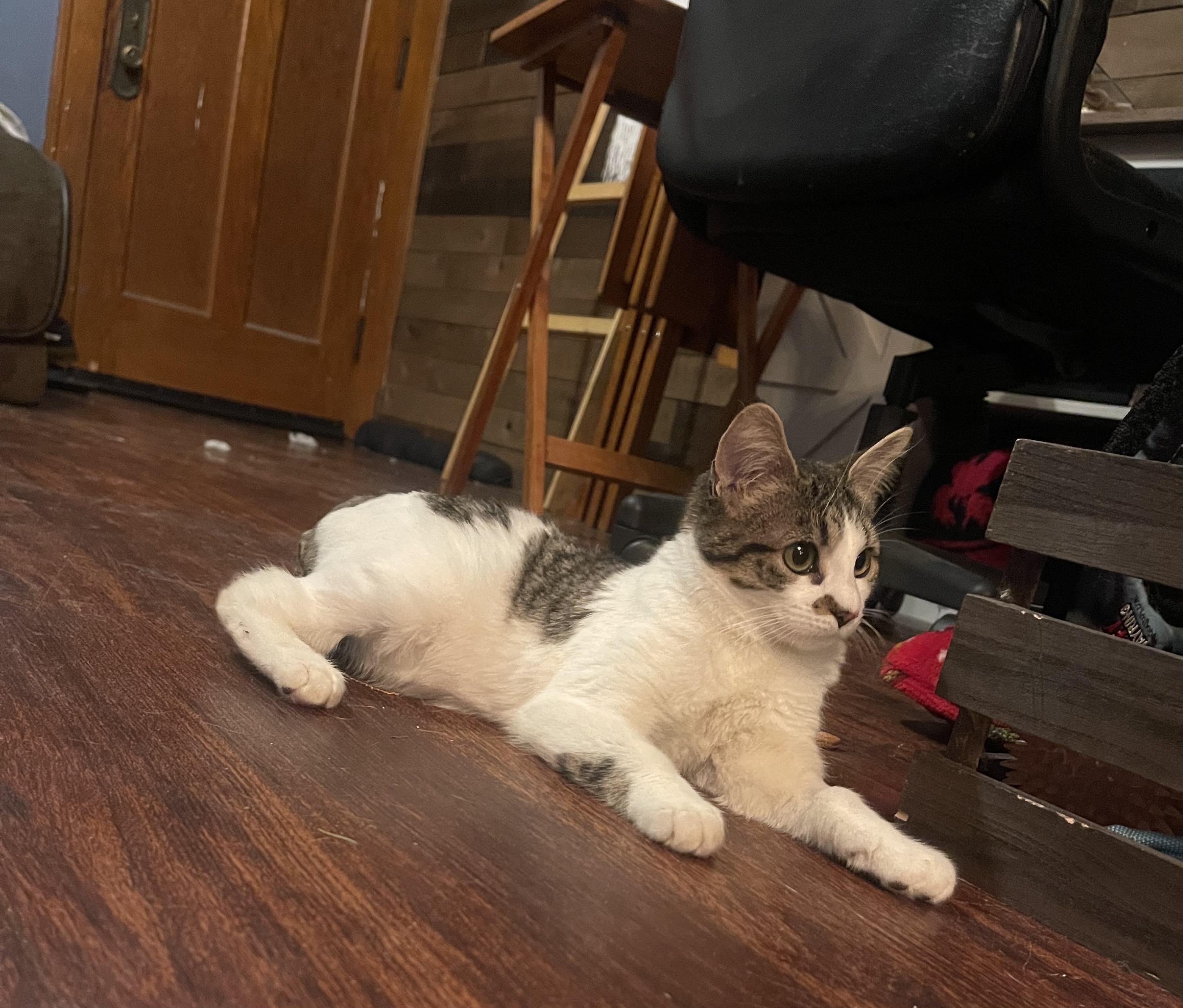 Enlarge Punkie - Playful and affectionate kitten, a Adoptable Domestic Short Hair in Racine, WI image 1/6