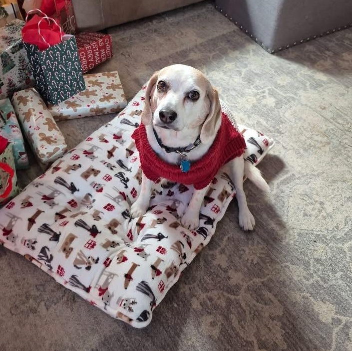 Janie, ADOPTABLE, Senior Female Beagle.