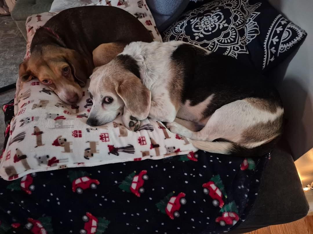 Enlarge Janie, a ADOPTABLE Beagle in Essex, MD image 2/2