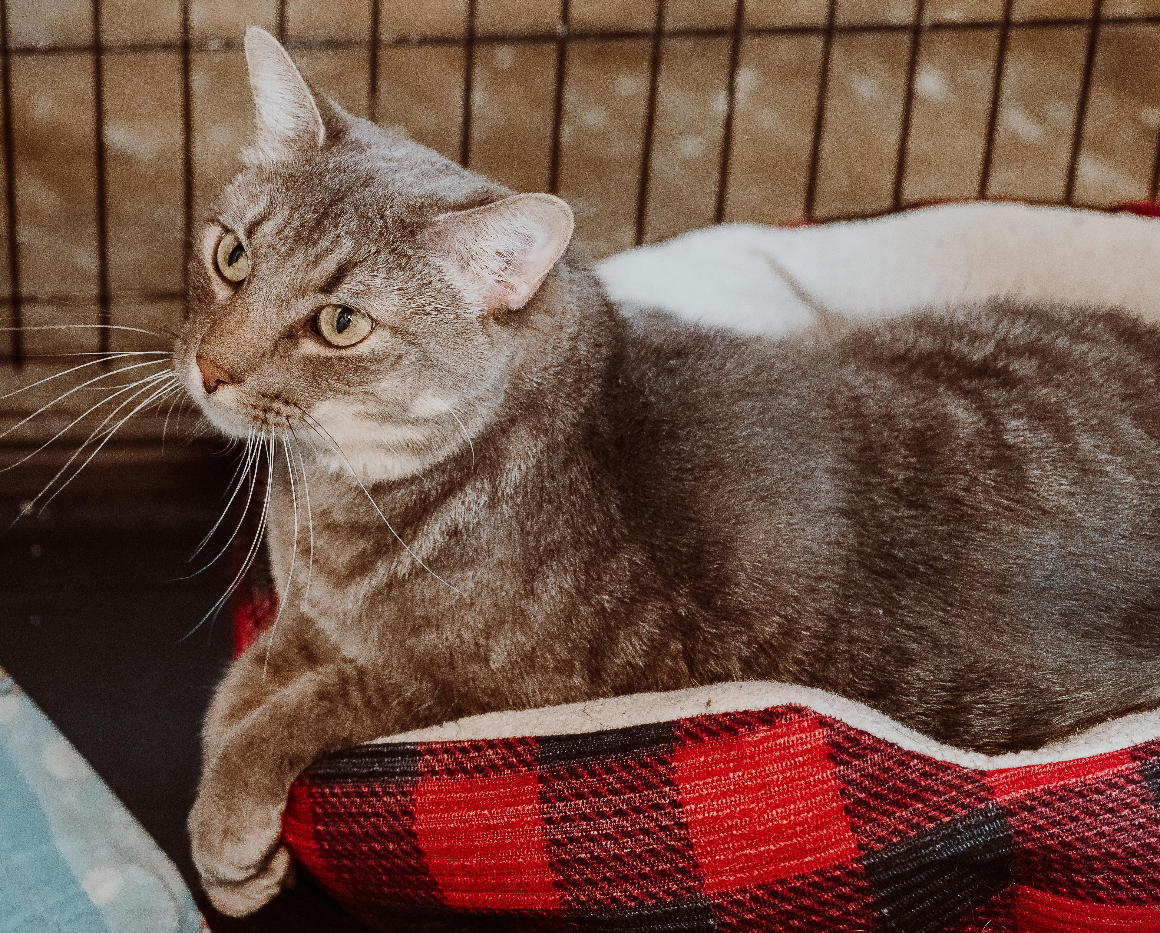 Enlarge Pip, a Adoptable Tabby in Le Mars, IA image 1/1