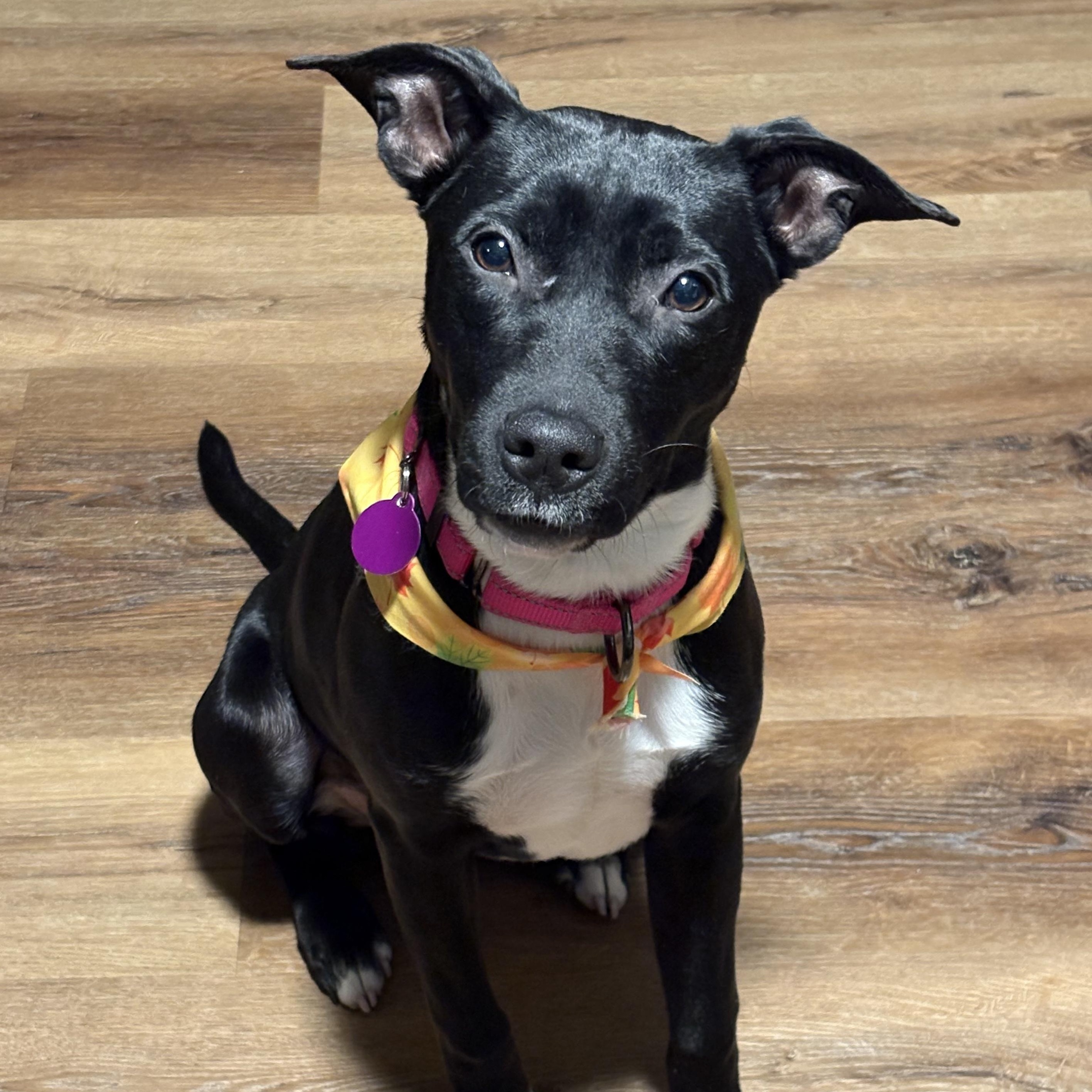 Butter, ADOPTABLE, Puppy Female Black Labrador Retriever & Terrier.