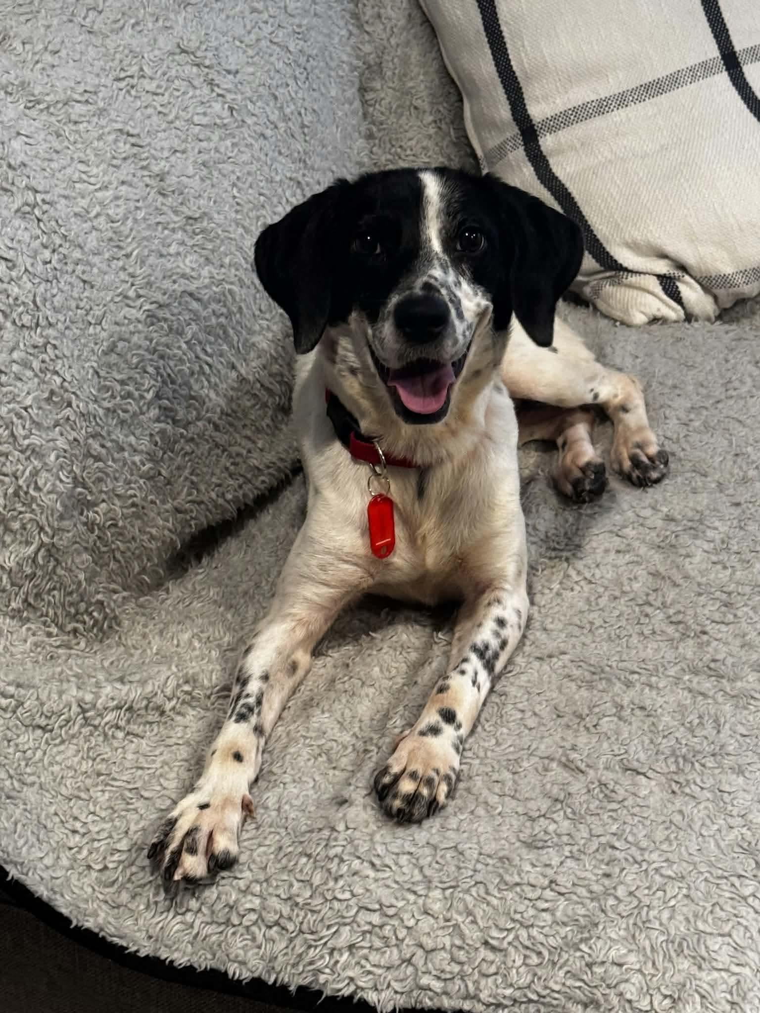 Tweetie, Adopted, Adult Female Mixed Breed.