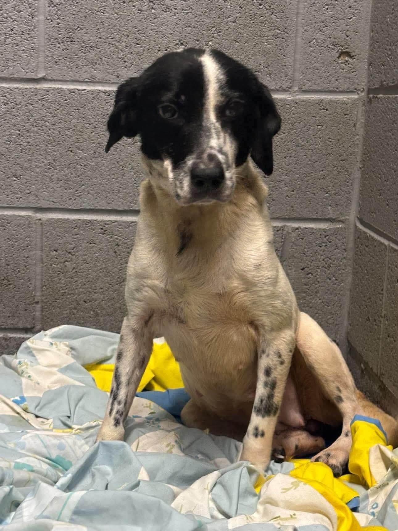 Enlarge Tweetie, a Adopted Mixed Breed in Westwood, NJ image 2/3