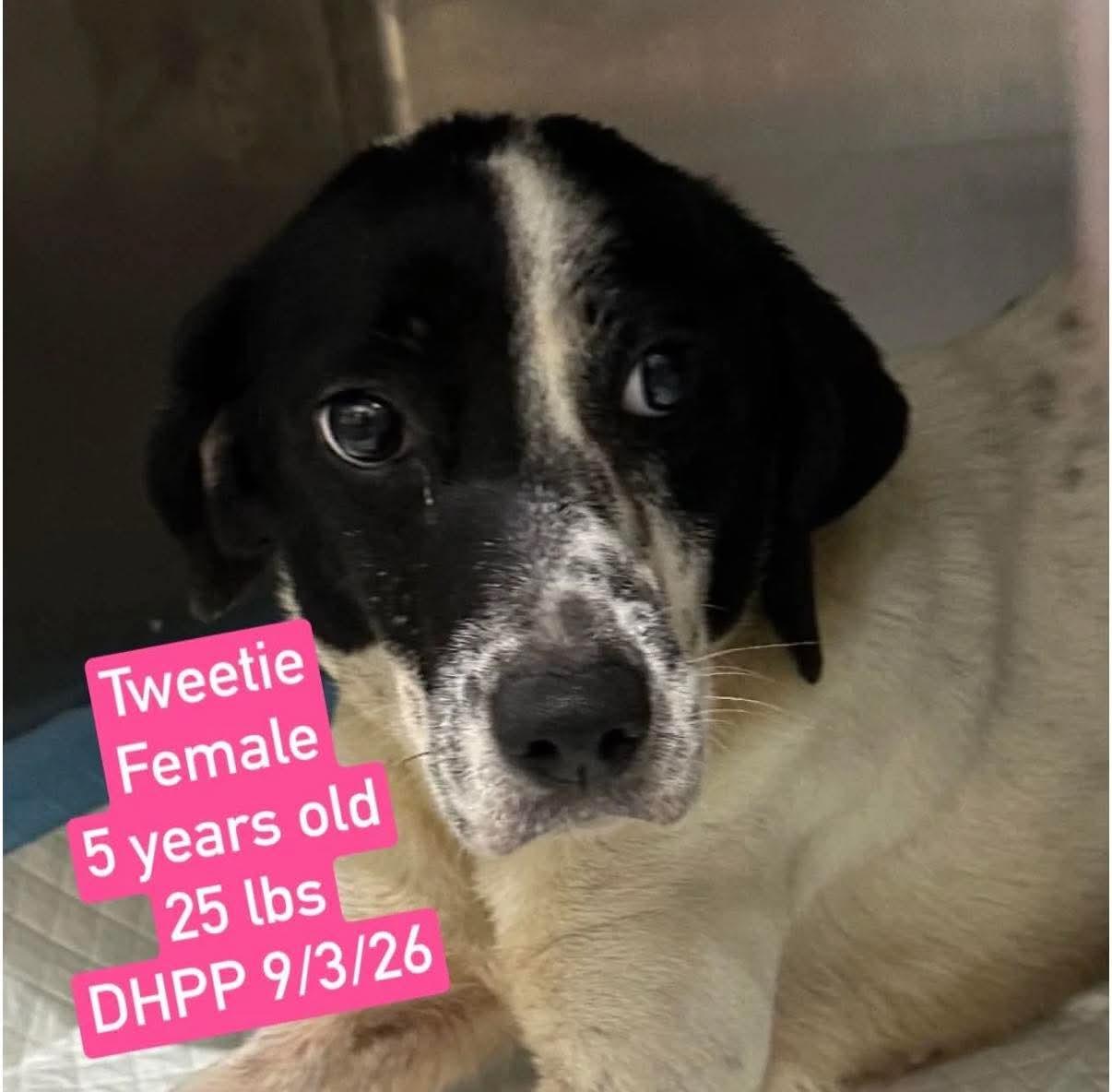 Enlarge Tweetie, a Adopted Mixed Breed in Westwood, NJ image 3/3