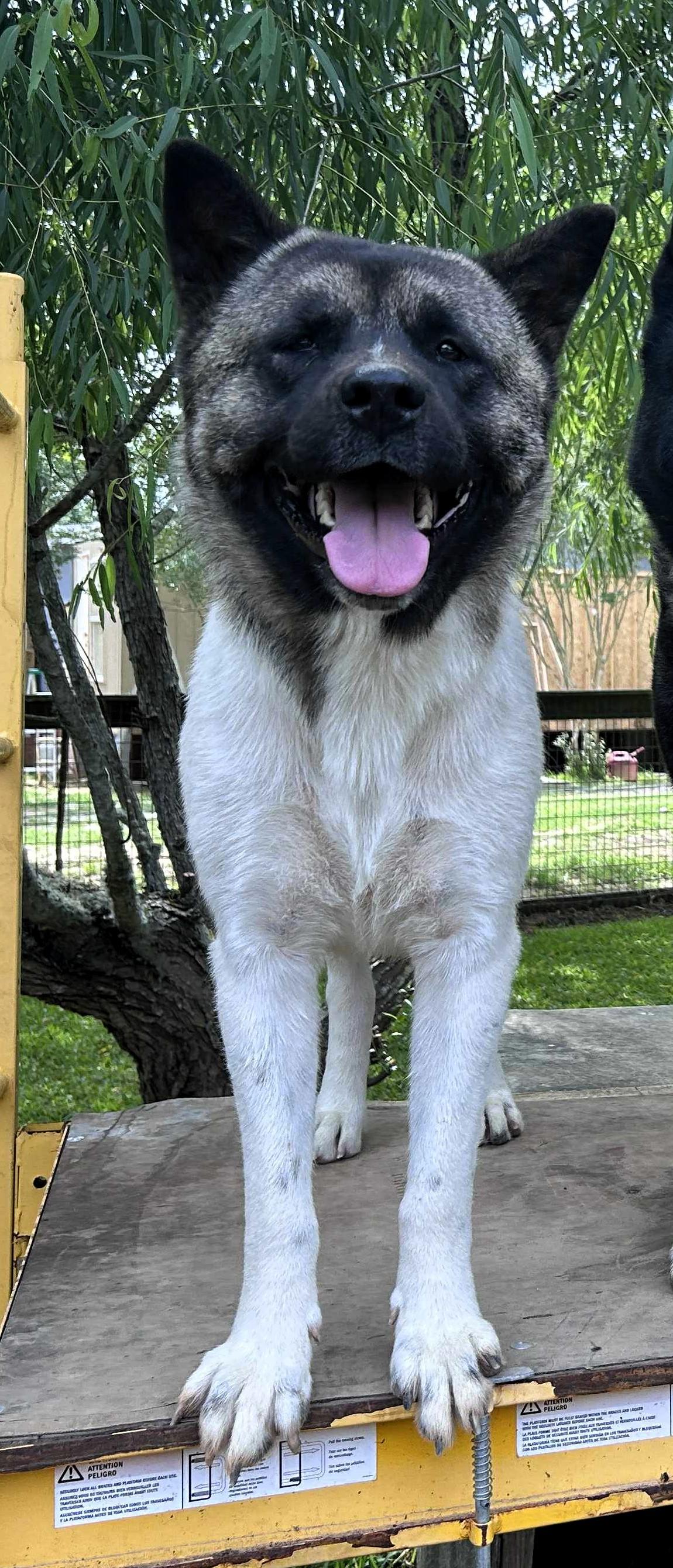 Evelyn   Evie thumbnail 2