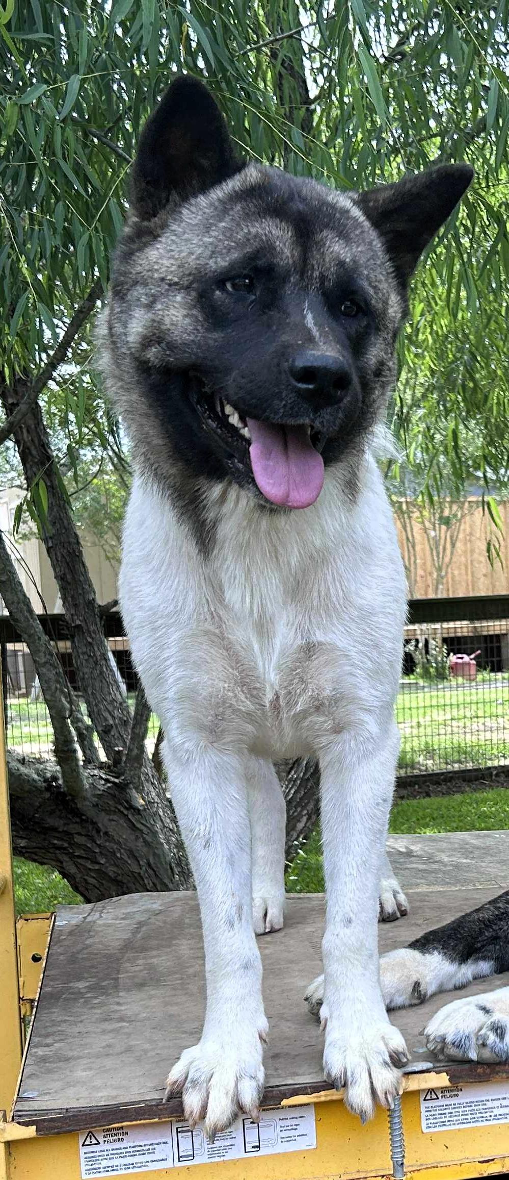 Enlarge Evelyn   Evie, a Adoptable Akita in Marquette , MI image 2/5