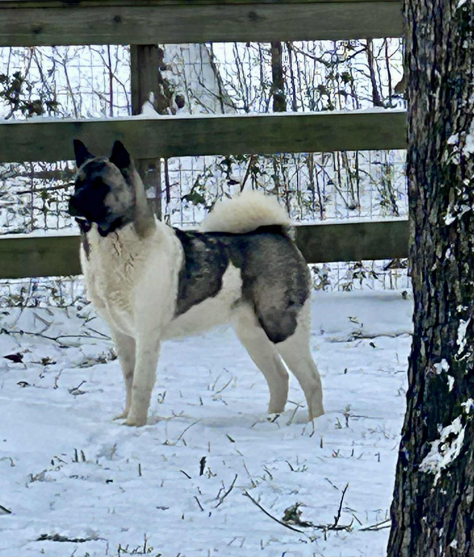 Evelyn   Evie, Adoptable, Adult Female Akita.