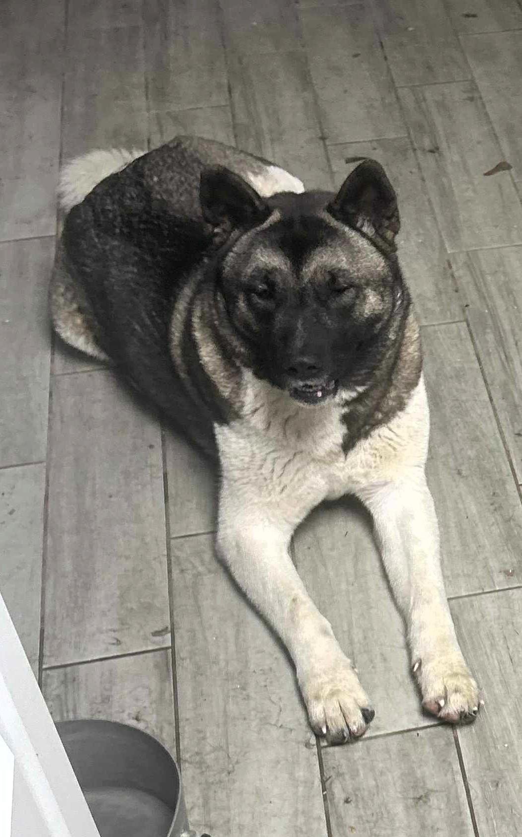 Enlarge Evelyn   Evie, a Adoptable Akita in Marquette , MI image 4/5