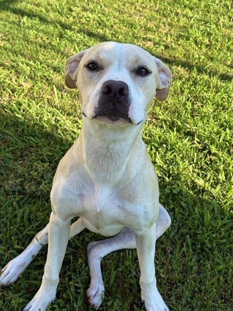 Enlarge HAPPY, a Adoptable mixed breed in Sugar Land, TX image 1/1
