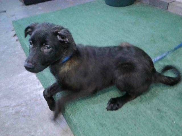 Enlarge POPPY, a Adoptable mixed breed in Baldwin Park, CA image 1/1