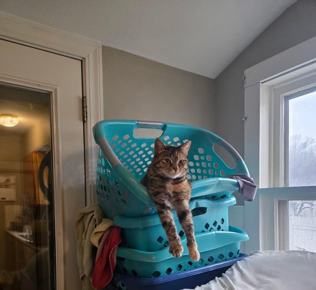 Enlarge Stormie, a ADOPTABLE Domestic Short Hair in Pocatello, ID image 4/4