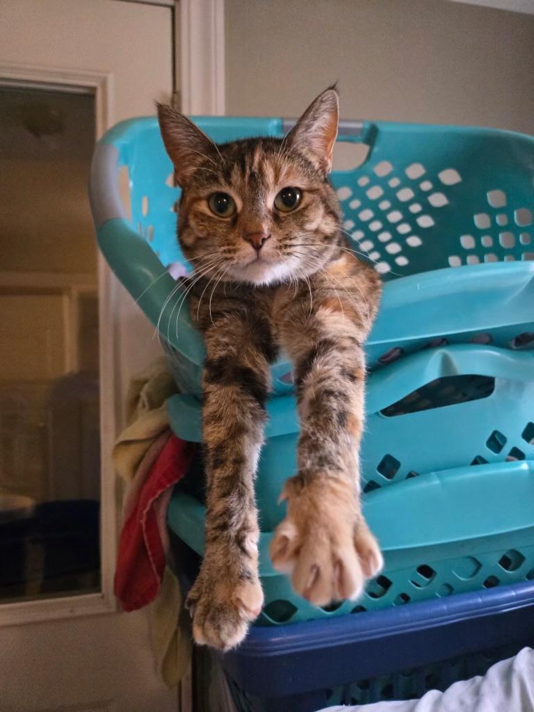 Enlarge Stormie, a ADOPTABLE Domestic Short Hair in Pocatello, ID image 1/4