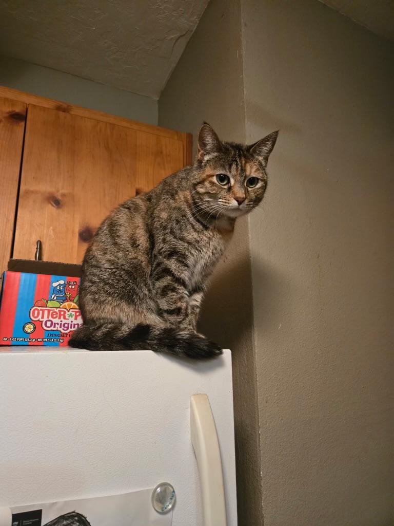 Enlarge Stormie, a ADOPTABLE Domestic Short Hair in Pocatello, ID image 2/4