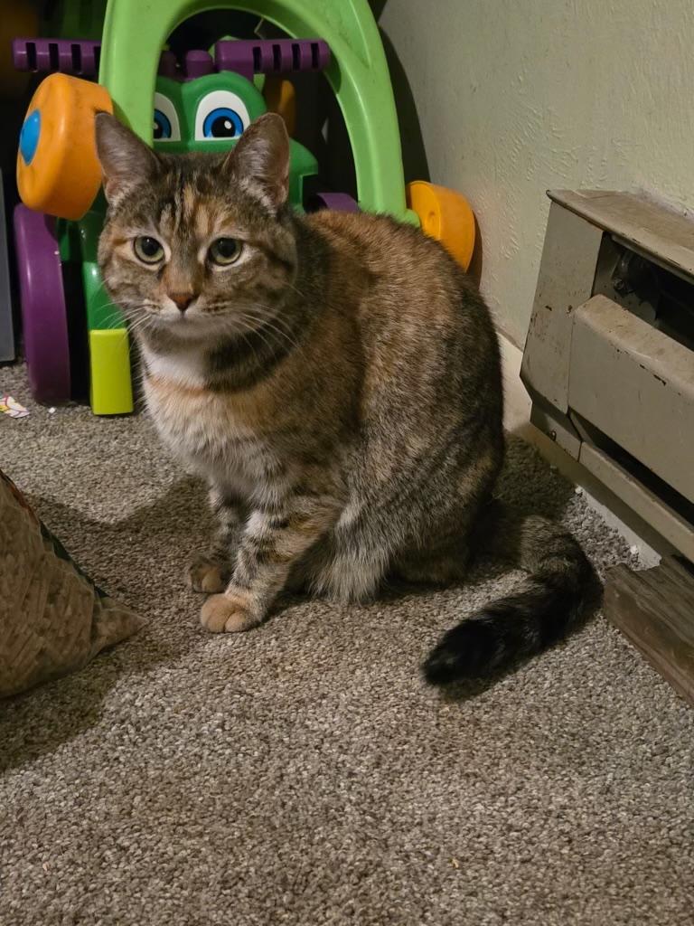 Enlarge Stormie, a ADOPTABLE Domestic Short Hair in Pocatello, ID image 3/4
