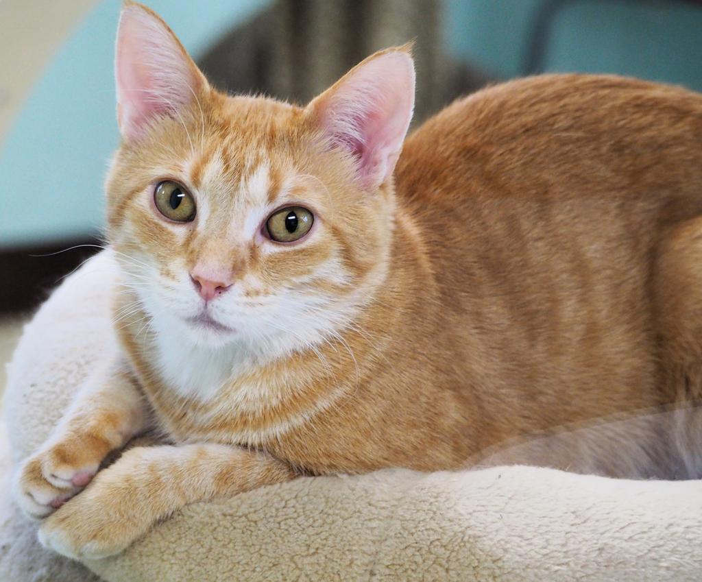 Monday, a Adoptable mixed breed in Saint Paul, MN image 1/6