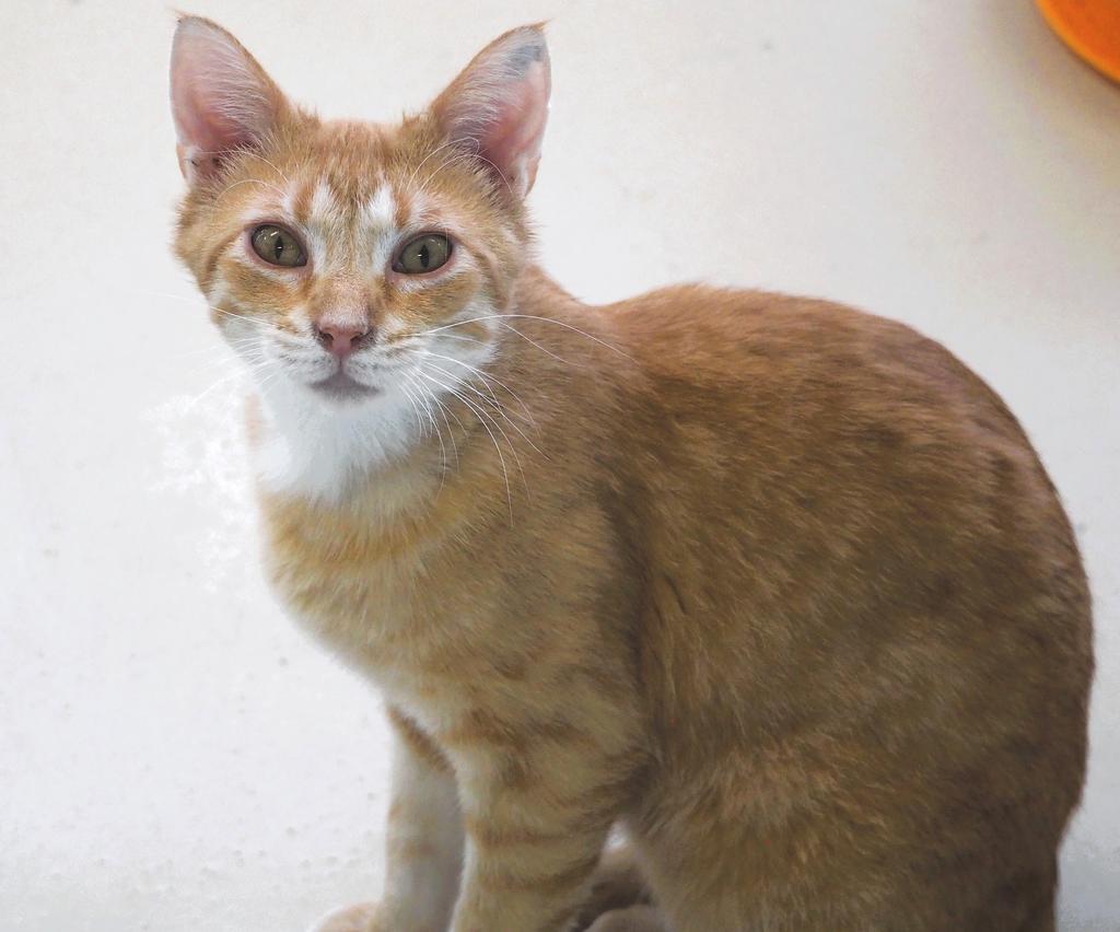 Monday, Adoptable, Adult Male Domestic Short Hair.