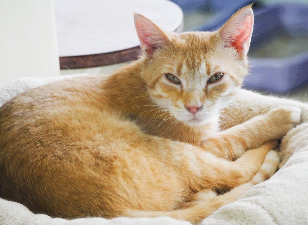 Monday, a Adoptable mixed breed in Saint Paul, MN image 3/6