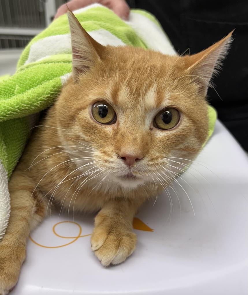 Monday, a Adoptable mixed breed in Saint Paul, MN image 4/6