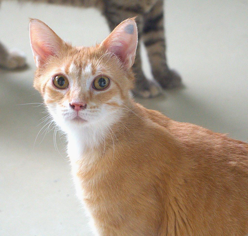 Monday, a Adoptable mixed breed in Saint Paul, MN image 5/6