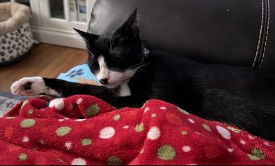 Patch — thumbnail 2