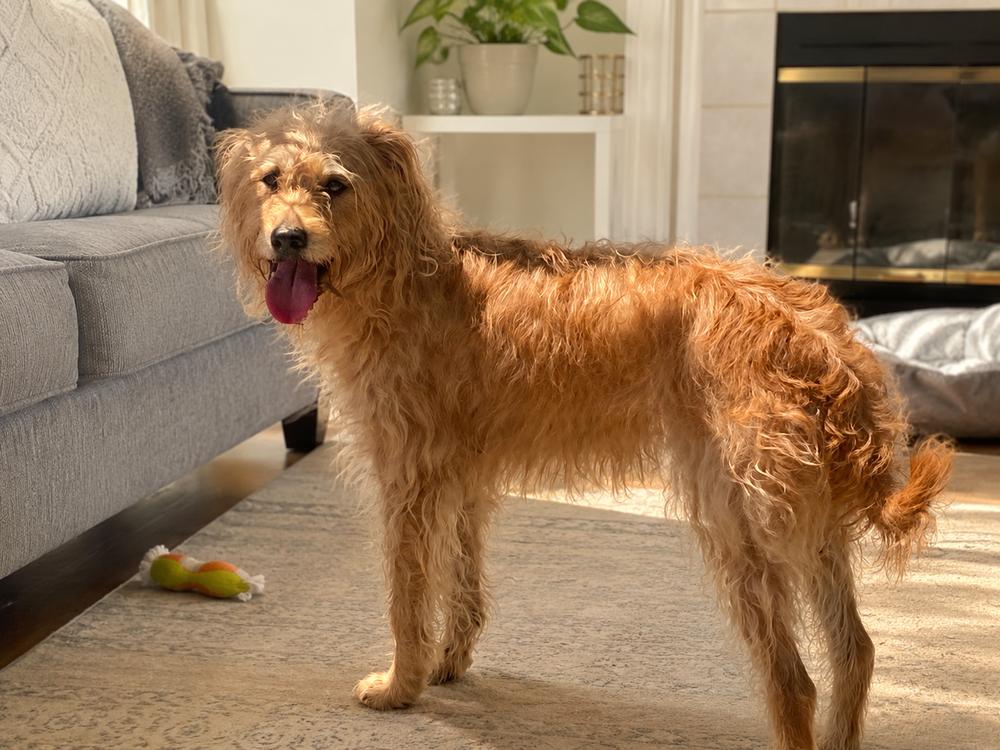 Jazzy, a Adoptable mixed breed in Oakland, MI image 1/4