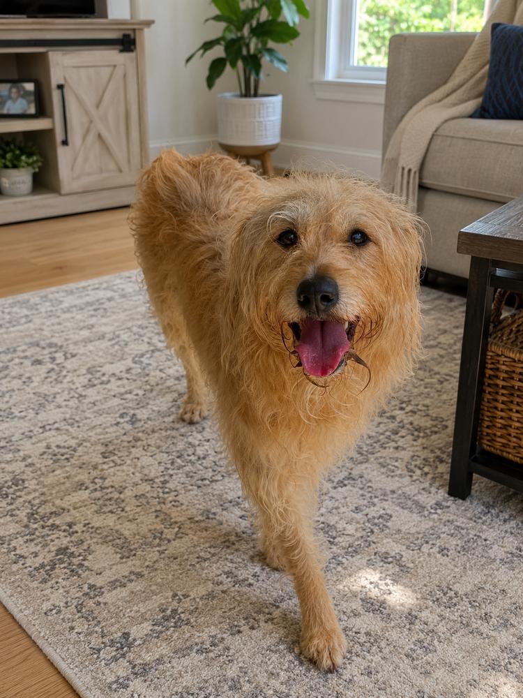 Jazzy, a Adoptable mixed breed in Oakland, MI image 2/4