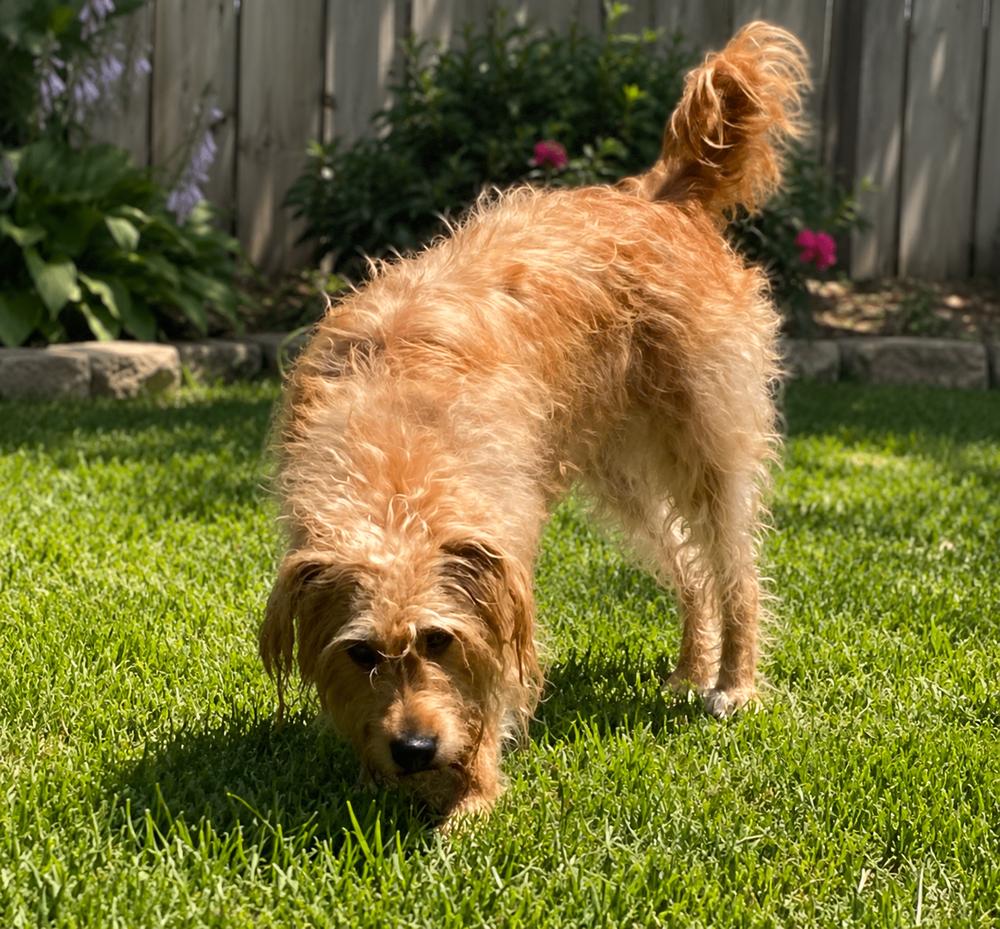 Jazzy, a Adoptable mixed breed in Oakland, MI image 3/4