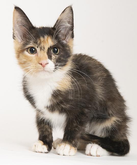 Enlarge Alexis, a ADOPTABLE Calico in Chicago, IL image 1/2
