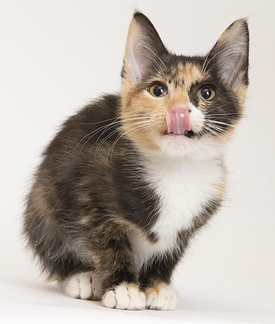 Enlarge Alexis, a ADOPTABLE Calico in Chicago, IL image 2/2