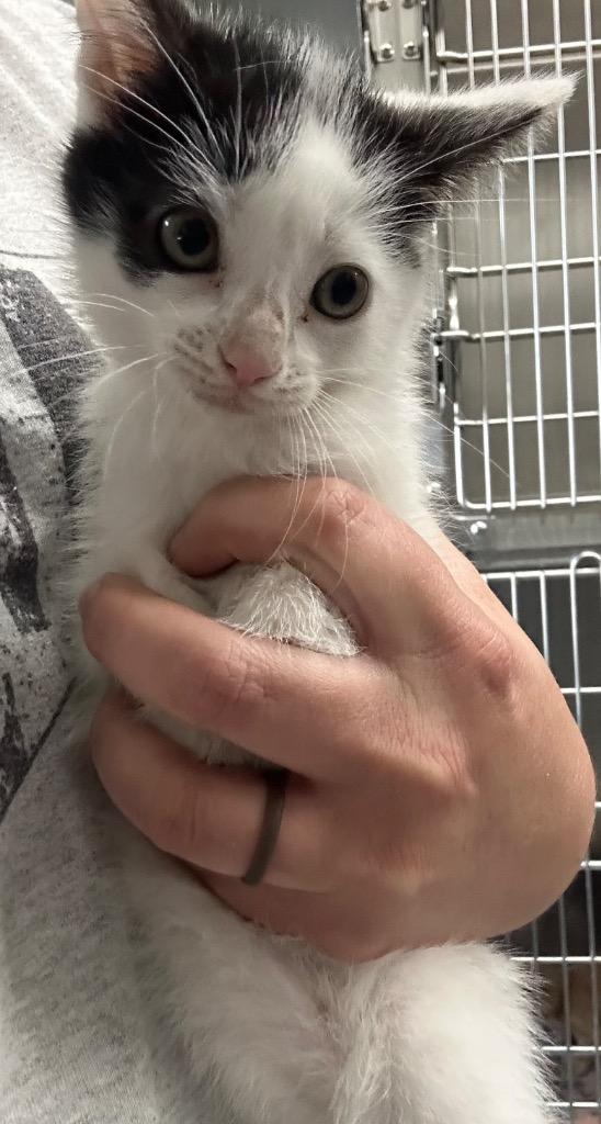 Fable, Adoptable, Kitten Female Domestic Short Hair.