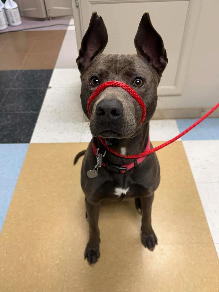 Enlarge Brinkley, a Adopted mixed breed in Raleigh, NC image 3/6