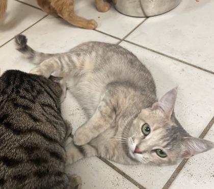 Amaretto, Adoptable, Kitten Female Domestic Short Hair & Domestic Short Hair.