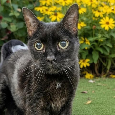 DREAM, Adoptable, Senior Female Domestic Short Hair.