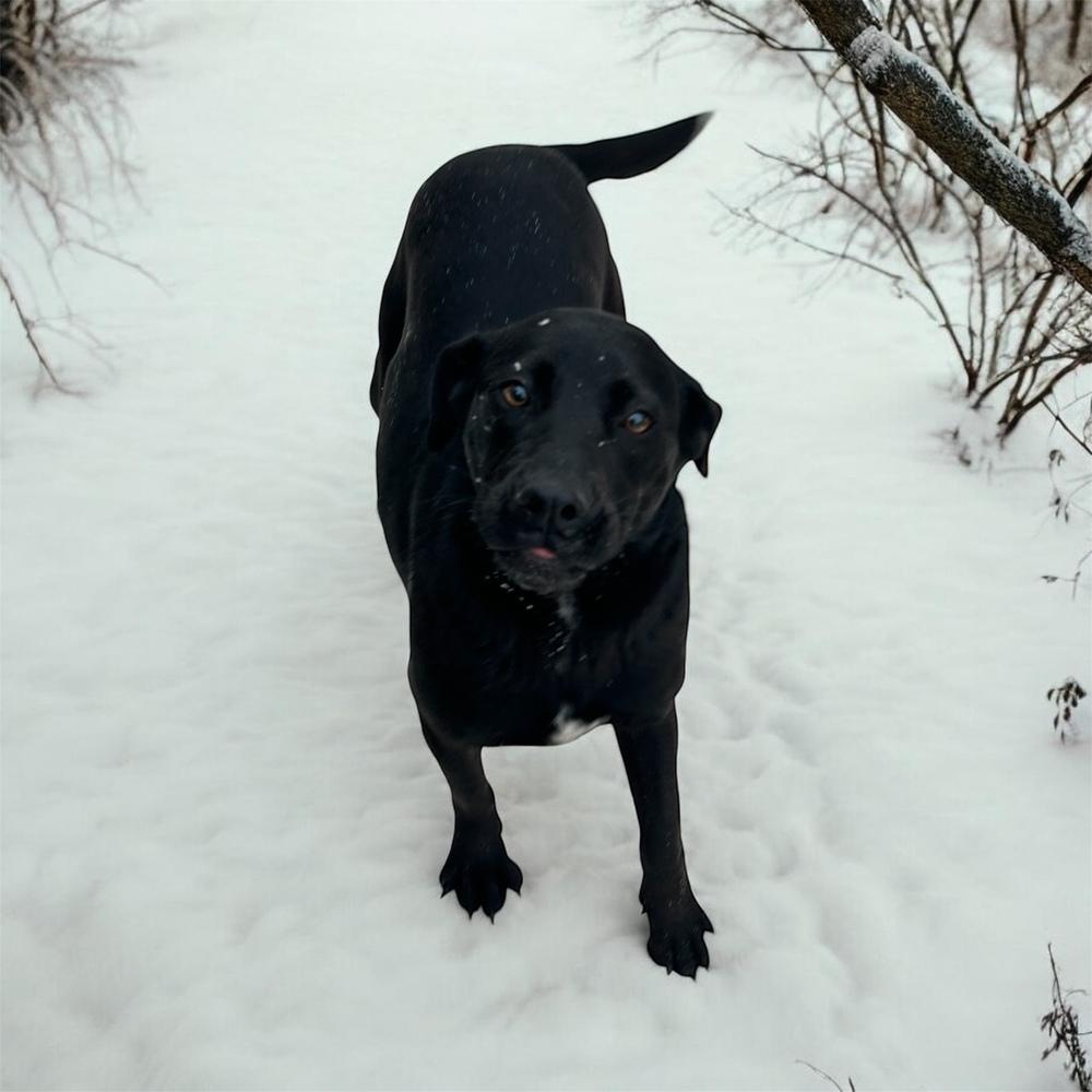 Enlarge Ella, a Adoptable Labrador Retriever in Brownstown, IN image 1/1