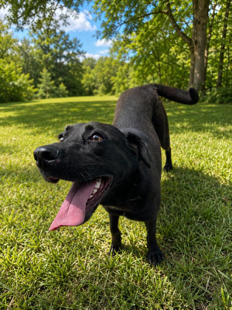 Enlarge Ella, a Adoptable mixed breed in Brownstown, IN image 1/1