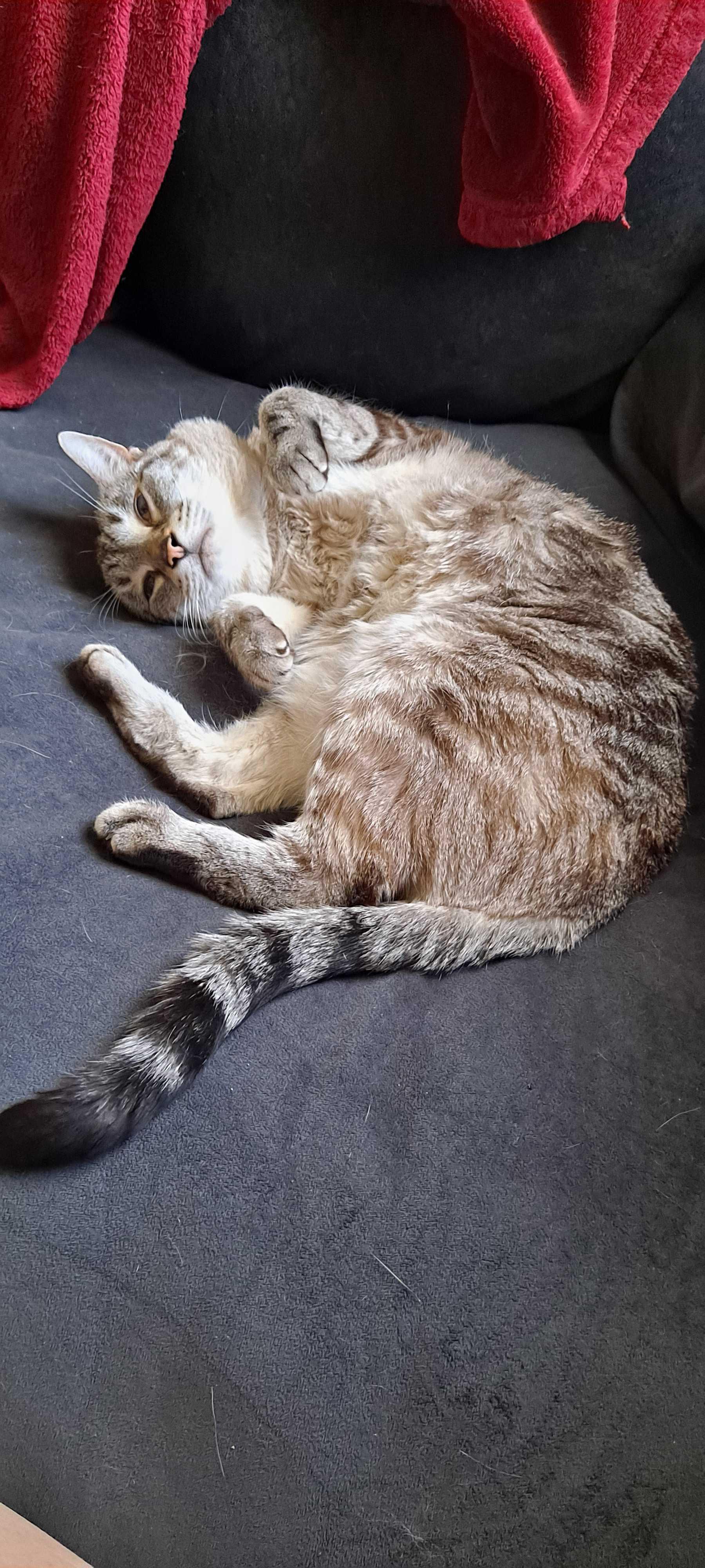 Enlarge Noel, a ADOPTABLE mixed breed in Mayfield, NY image 3/5