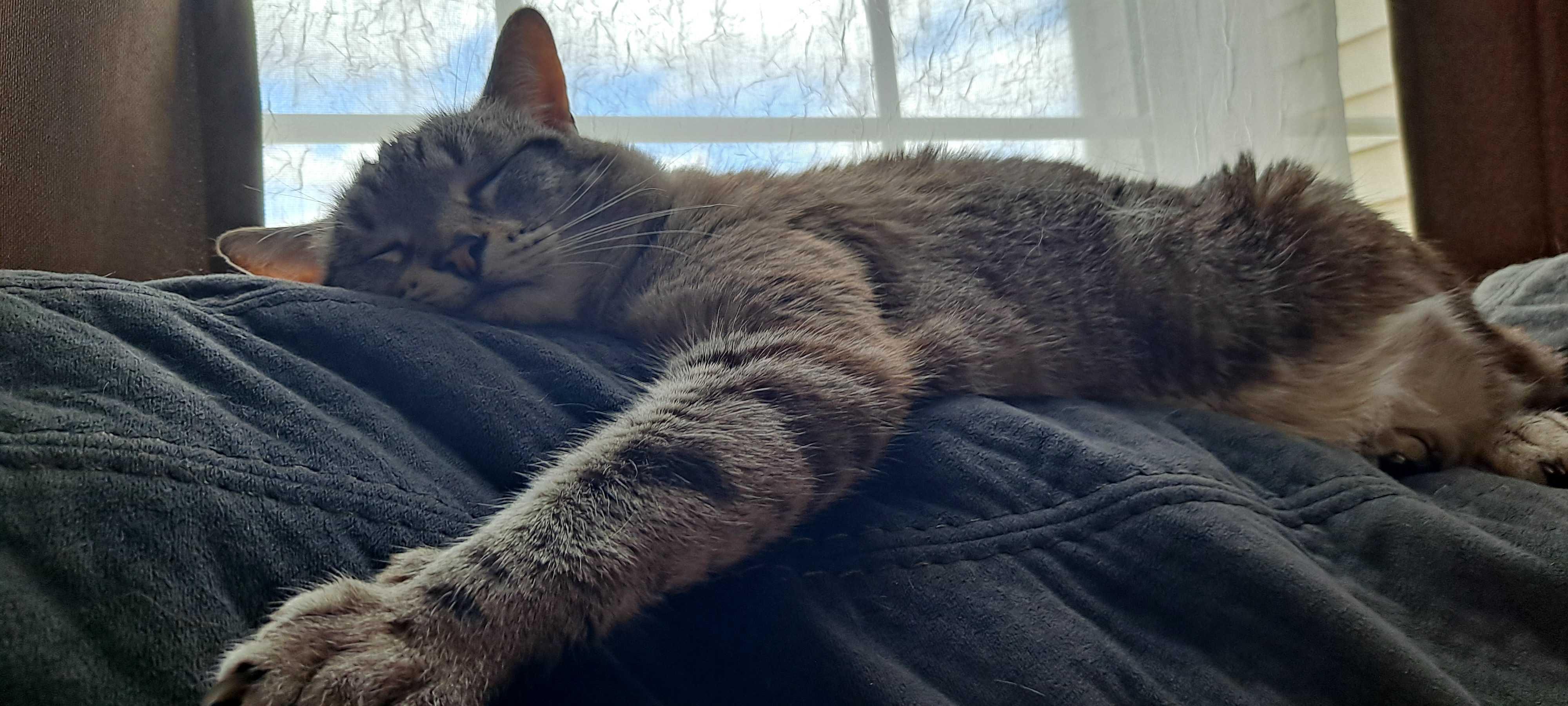 Enlarge Noel, a ADOPTABLE mixed breed in Mayfield, NY image 5/5