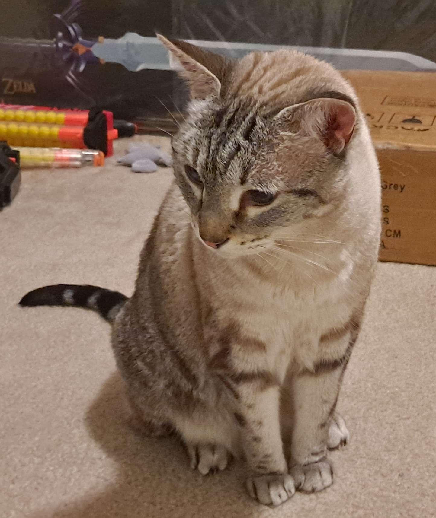 Noel, ADOPTABLE, Senior Female Domestic Short Hair.