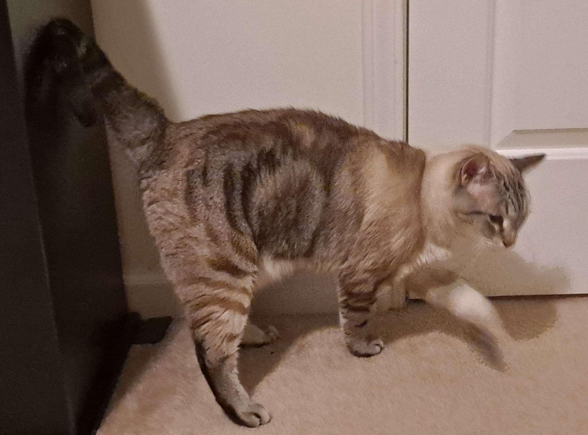 Enlarge Noel, a ADOPTABLE mixed breed in Mayfield, NY image 2/5